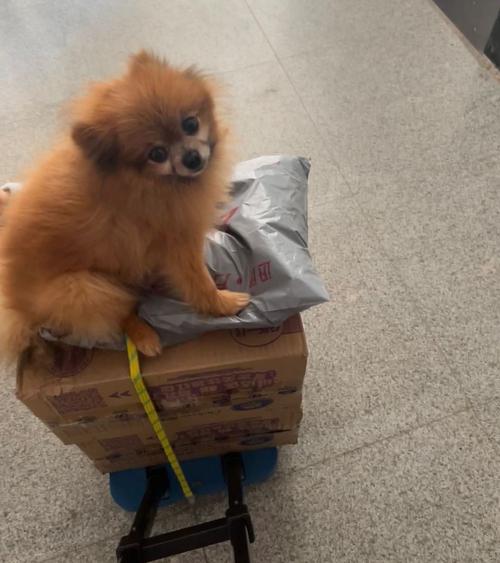怎么快递狗狗