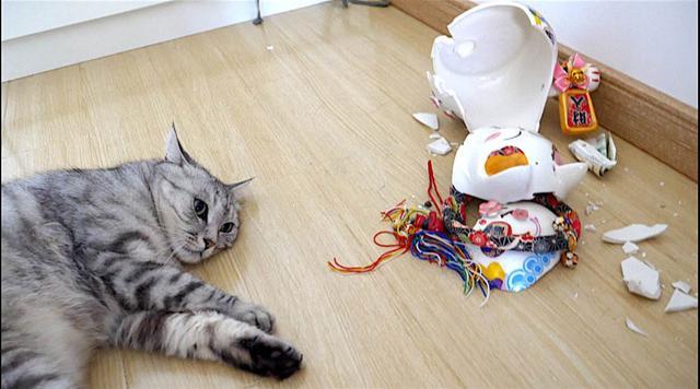 如何在家中养猫