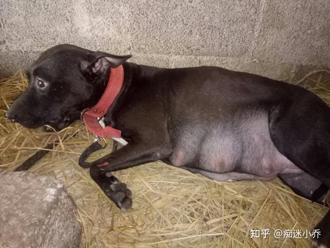 怎么看出狗狗怀孕没