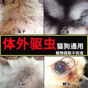 怎么才能给小狗去跳蚤