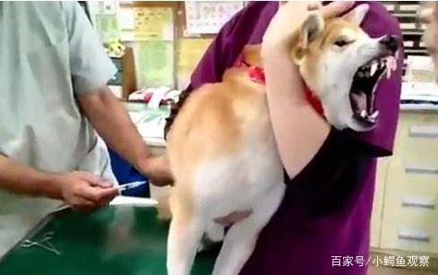 狗狗不肯打针怎么办