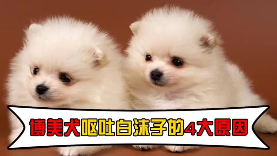 博美吐了吃什么好