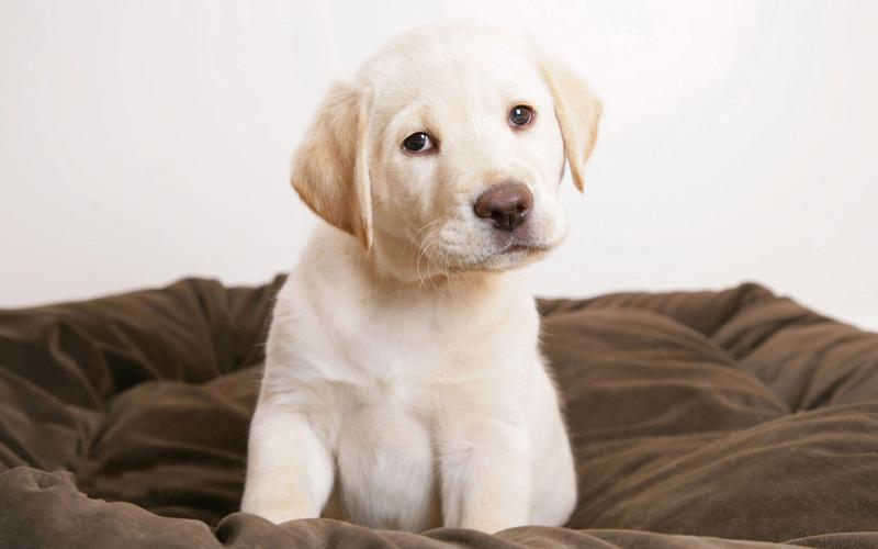 拉多犬幼犬要注意什么