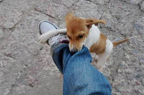 狗狗总咬后腿是什么病