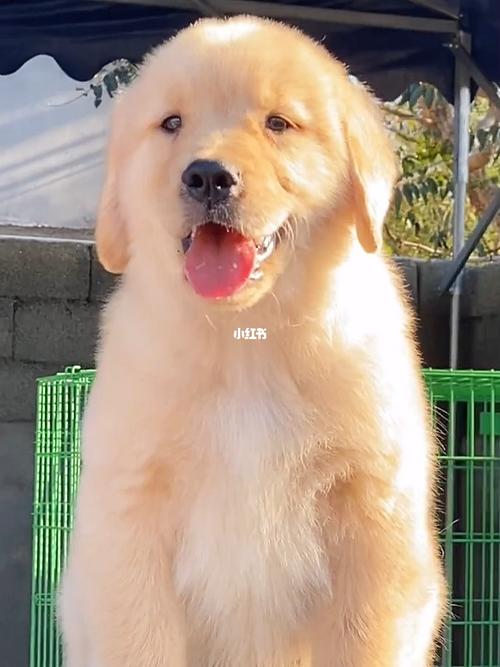比金毛狗还大的狗是什么狗