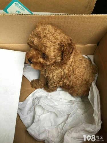 满月的泰迪打什么疫苗多少钱