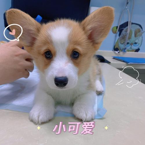 怎么判断柯基幼犬