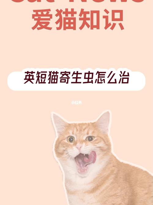 猫咪体内有寄生虫怎么治