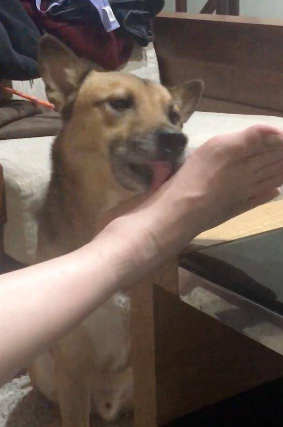 狗狗舔脚是什么原因