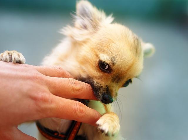 给狗狗洗澡咬人怎么办