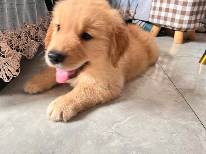 长相类似金毛的狗是什么狗