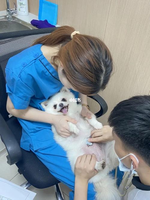 两个月的狗狗需要检查什么