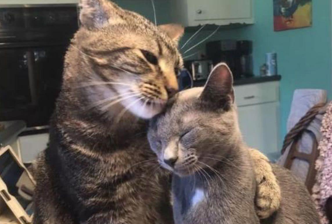 猫咪为什么不让你抱