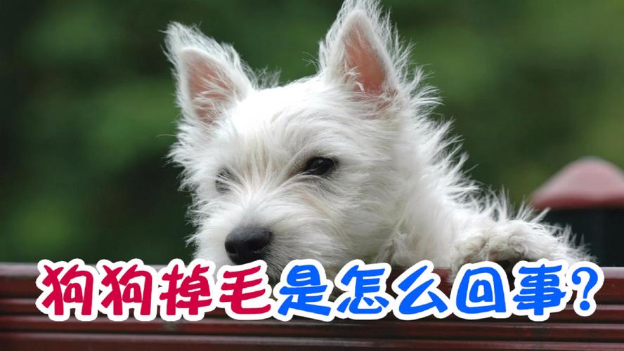 狗狗老要掉毛怎么办