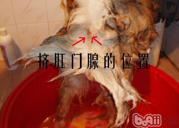 狗狗舔肛门怎么治疗