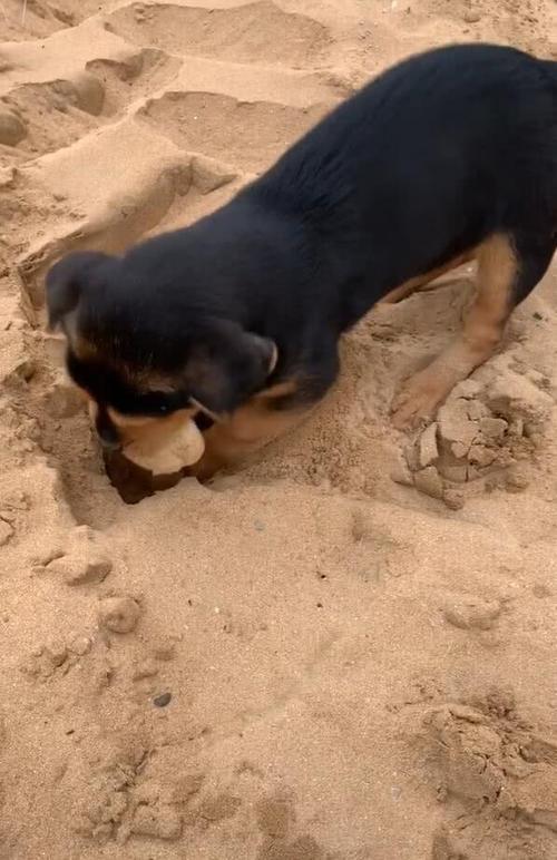 狗狗为什么埋食物