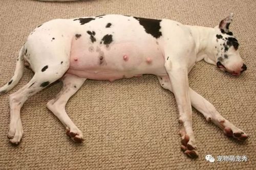 狗狗生产前有什么症状