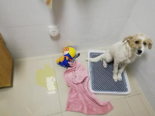 狗狗见人漏尿怎么回事