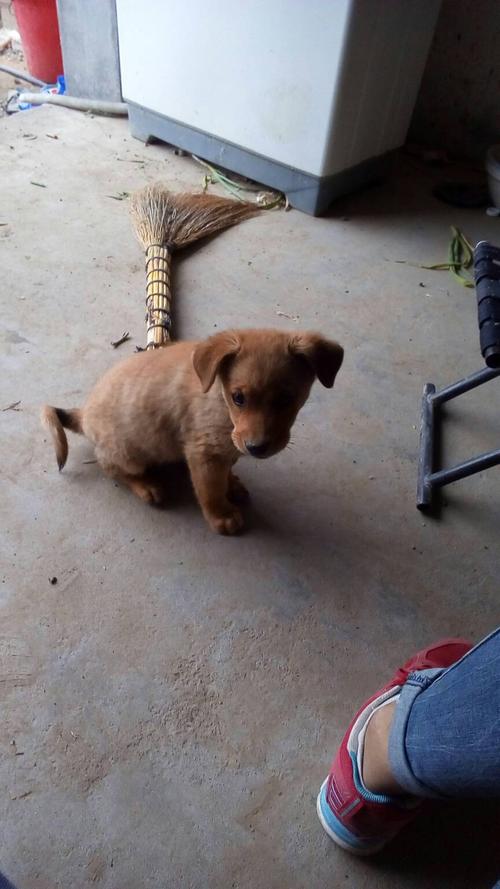 土狗狗两个月能吃什么吗