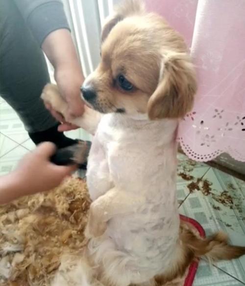 狗狗剃毛后怎么护理