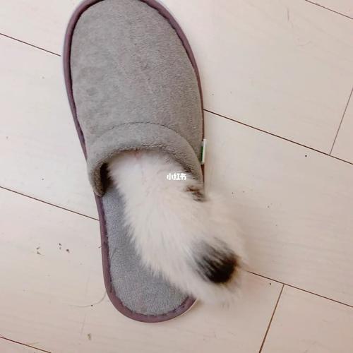 狗狗为什么爱叨拖鞋