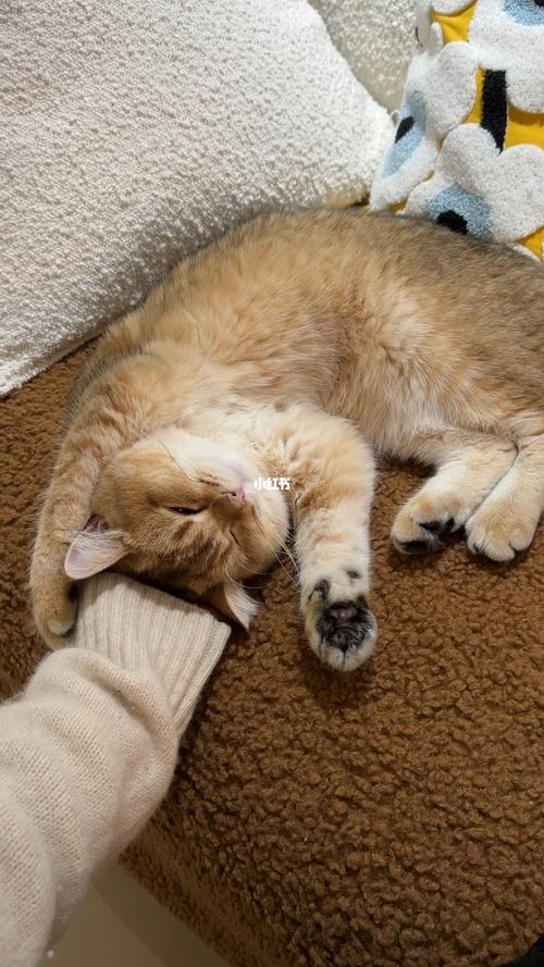 怎么不让猫咪跟我睡觉