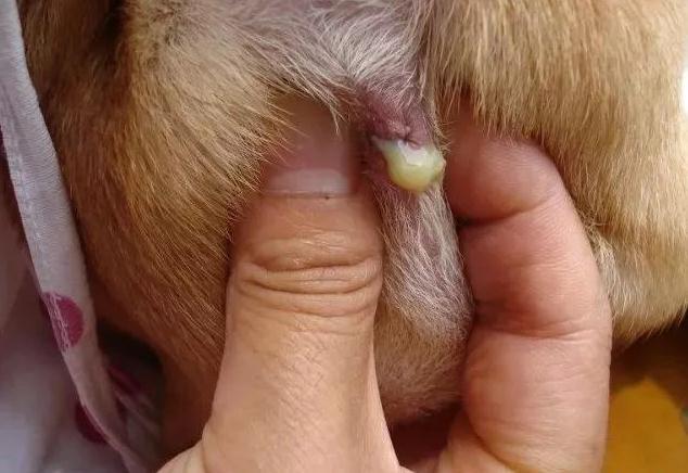 狗狗肛门腺堵塞怎么办