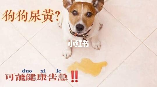 小狗不停尿是怎么回事啊