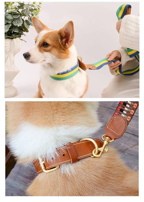 狗狗为什么戴项圈