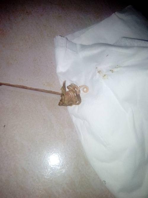 狗狗有蛔虫会有什么症状