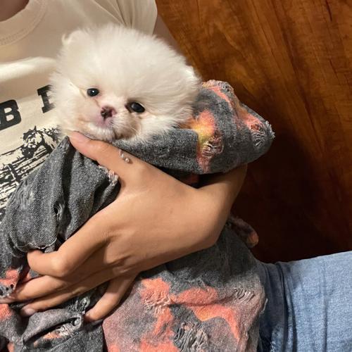 博美肠胃炎拉稀怎么办