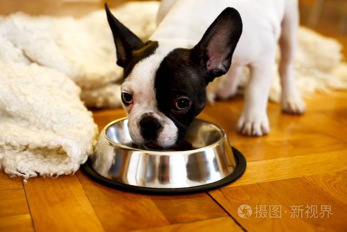 狗狗为什么总推碗