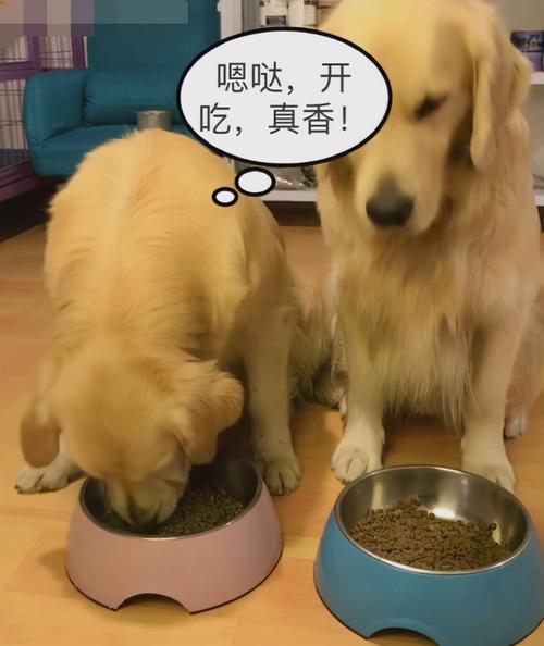 金毛能吃狗粮怎么吃