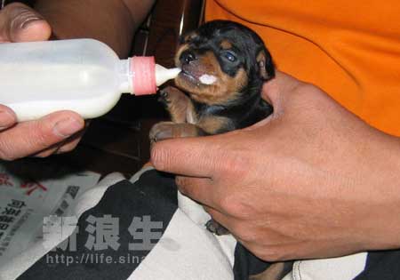 幼犬怎么人工喂养