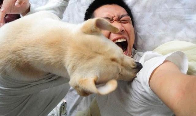 狗狗把家人咬了怎么办