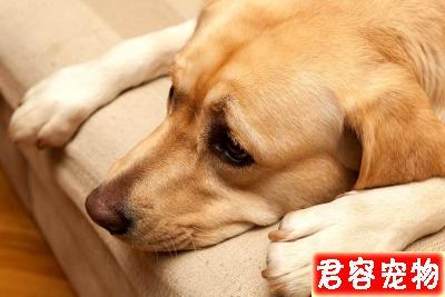 狗狗咳嗽怎么区别