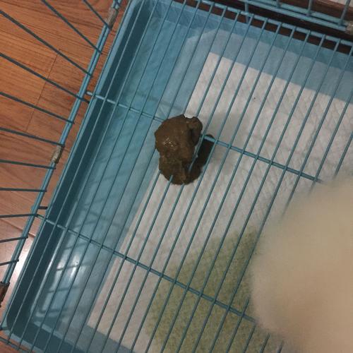 狗狗吃过就拉稀是怎么回事