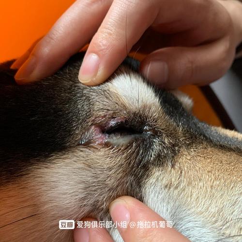 狗狗眼睛被划伤怎么办