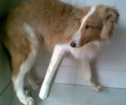 狗狗骨折怎么护理