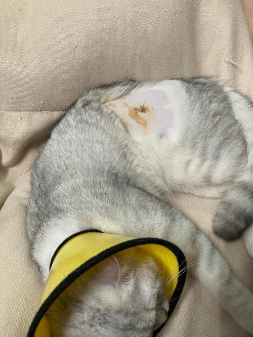 猫咪伤口涂什么