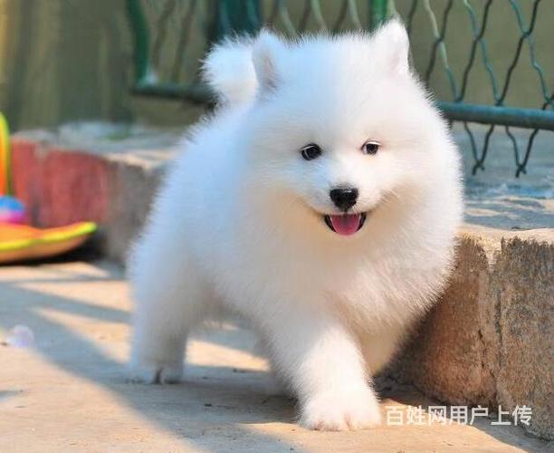 小萨摩起什么名字好听