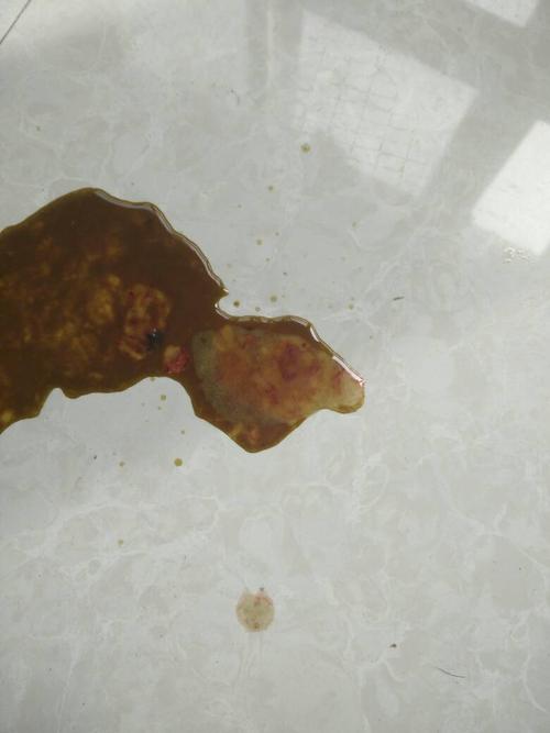 狗狗便血怎么办