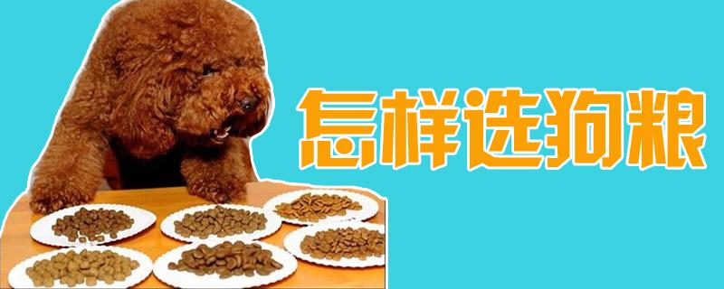 怎么测试狗粮的好坏