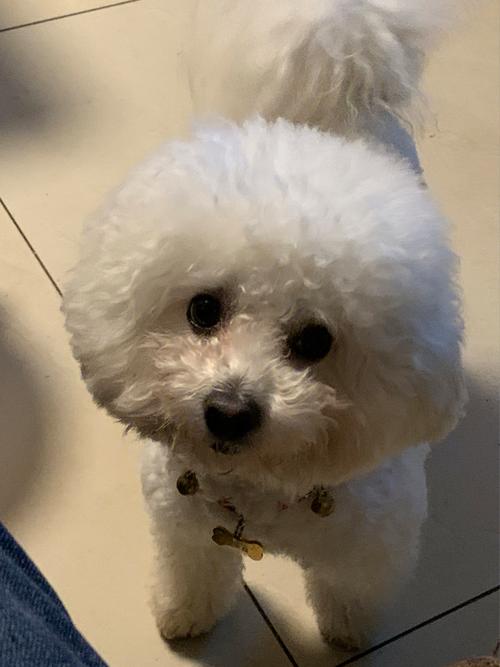 比熊呜是什么意思