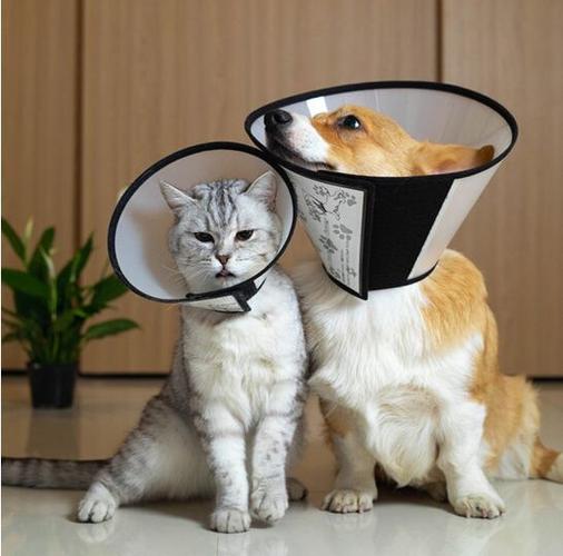 狗狗伊丽莎白圈怎么做的