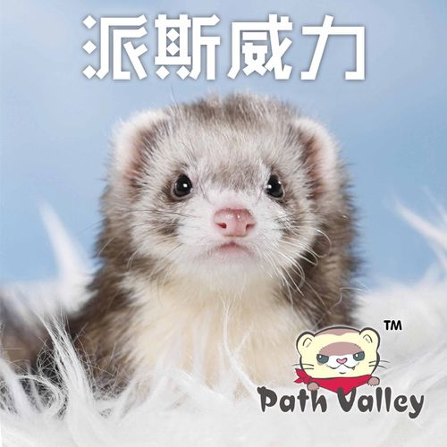 什么宠物貂最温顺