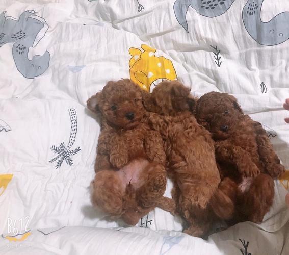 怎么确定泰迪生完狗狗