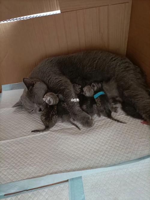 猫咪生产注意什么意思