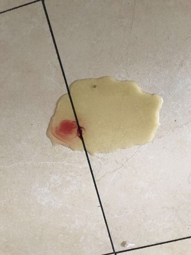 狗狗尿完尿血怎么回事