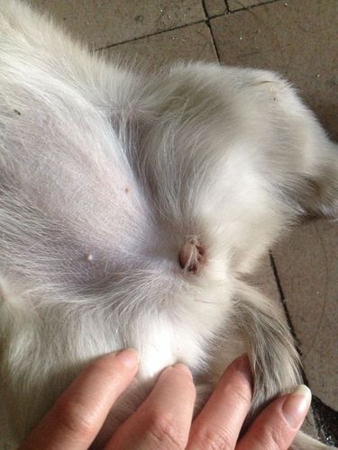 什么样的宠物狗是母的